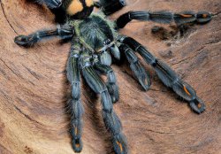 Cách chăm sóc, nuôi nhện cảnh Tarantula dành cho người mới học nuôi