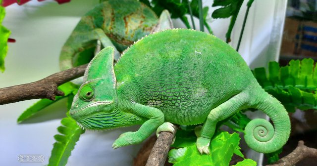 Tắc kè hoa đổi màu – Veiled chameleon