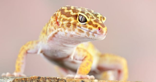 Thằn lằn da báo ( Leopard Gecko )