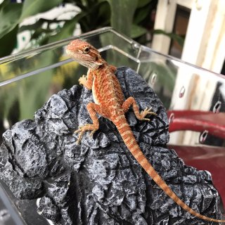 Bearded Dragon baby (Red)