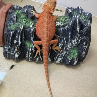 Bearded Dragon Red Hypo Translucent size 20cm