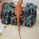 Bearded Dragon Red Hypo Translucent size 20-25cm